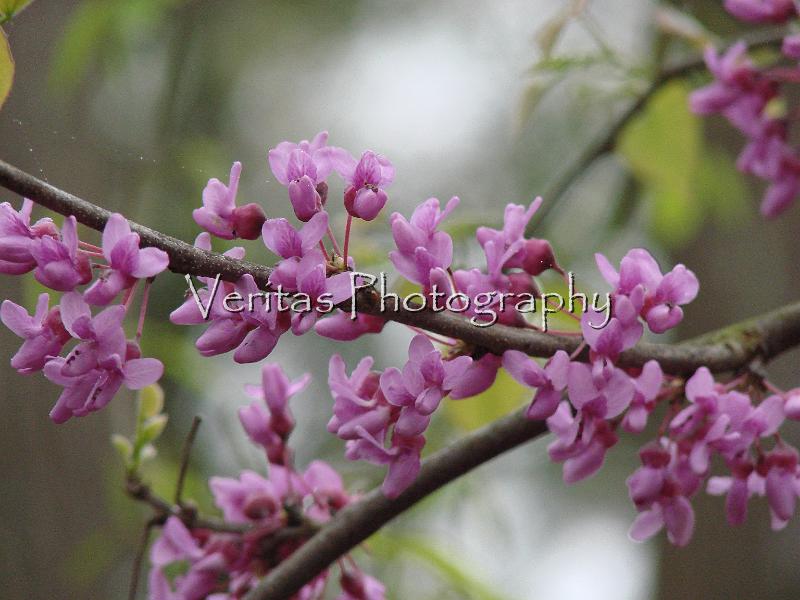 Flowers 005.jpg